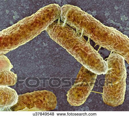 E. coli bacteria, SEM View Large Illustration Stock Illustration - E. coli bacteria, SEM. Fotosearch