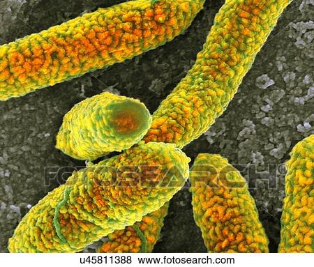 Stock Illustration - E. coli bacteria, SEM. Fotosearch
