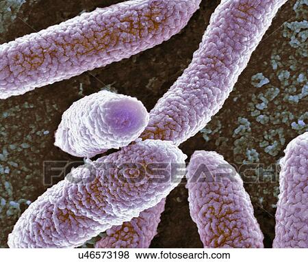 Stock Illustration - E. coli bacteria, SEM. Fotosearch