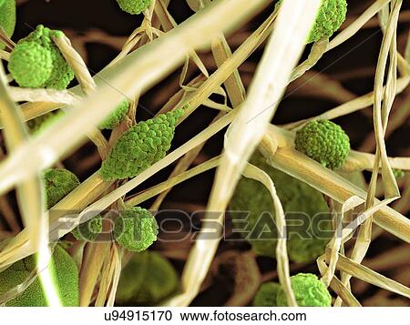 Clipart - Fungal cells, SEM. Fotosearch