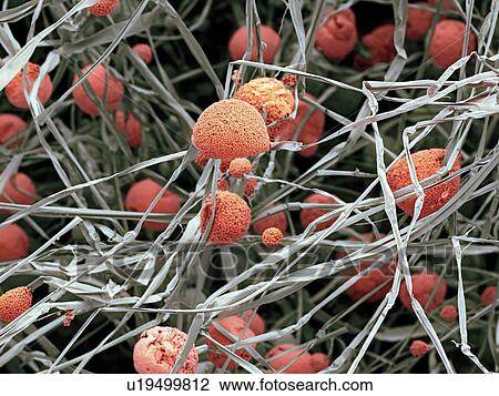 Fungal cells, SEM Drawing | u19499812 | Fotosearch