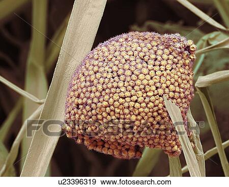 Stock Illustration - Fungal cells, SEM. Fotosearch
