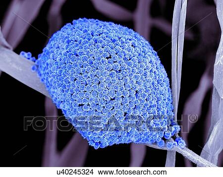 Stock Illustration - Fungal cells, SEM. Fotosearch
