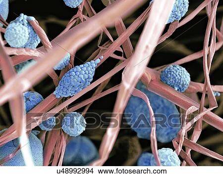 Stock Illustration - Fungal cells, SEM. Fotosearch