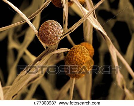 Stock Illustration - Fungal cells, SEM. Fotosearch