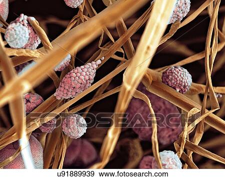 Stock Illustration - Fungal cells, SEM. Fotosearch