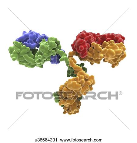 Clip Art - Monoclonal antibody IgG2a. Fotosearch
