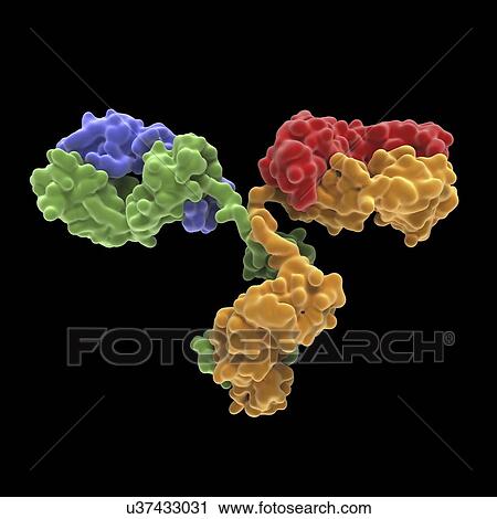 Monoclonal antibody IgG2a View Large Illustration Clip Art - Monoclonal antibody IgG2a. Fotosearch