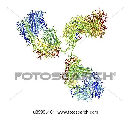 Monoclonal antibody IgG2a View Large Illustration Clip Art - Monoclonal antibody IgG2a. Fotosearch