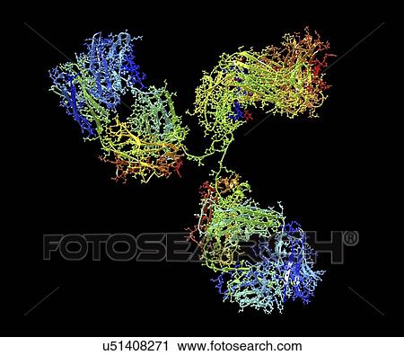 Clip Art - Monoclonal antibody IgG2a. Fotosearch