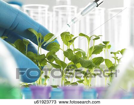 Drawing - Plant Biotechnology. Fotosearch