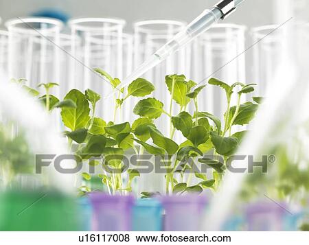 Stock Illustration - Plant Biotechnology. Fotosearch