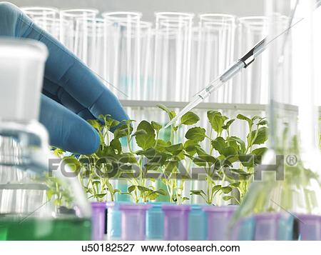 Stock Illustration - Plant Biotechnology. Fotosearch