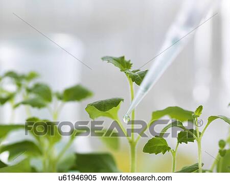 Stock Illustration - Plant Biotechnology. Fotosearch