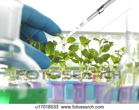 Drawing - Plant Research. Fotosearch