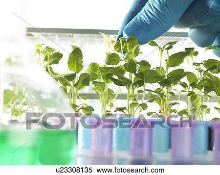 Plant Research View Large Illustration Stock Illustration - Plant Research. Fotosearch