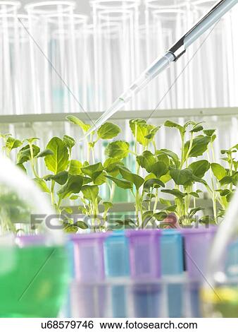 Stock Illustration - Plant Research. Fotosearch