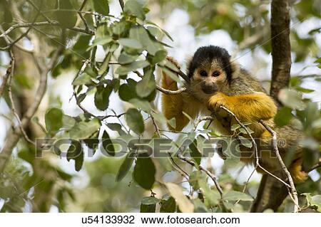 Drawing - squirrel monkey (Saimiri). Fotosearch