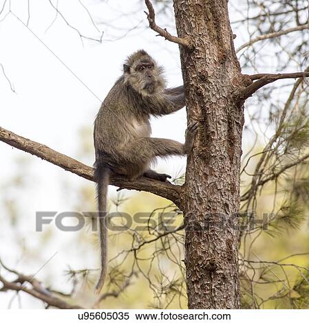 Stock Illustration - Weeper Capuchin (Cebus nigrivittatus). Fotosearch