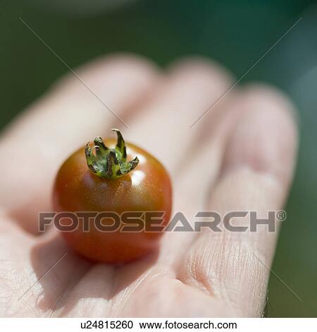 Close-up of a person's hand holding cherry tomato, Lake Of The Woods, Ontario, Canada View Large Photo Image Stock Image - Close-up of a person's hand holding cherry tomato, Lake Of The Woods, Ontario, Canada. Fotosearch