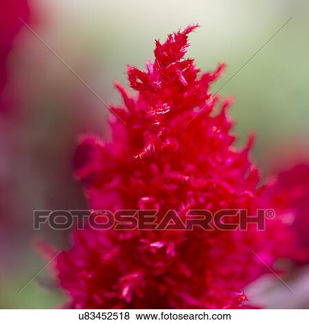 Close-up of a red flower, Lake Of The Woods, Ontario, Canada View Large Photo Image Stock Photo - Close-up of a red flower, Lake Of The Woods, Ontario, Canada. Fotosearch