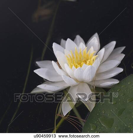 Close-up of a water lily flower, Lake Of The Woods, Ontario, Canada View Large Photo Image Stock Image - Close-up of a water lily flower, Lake Of The Woods, Ontario, Canada. Fotosearch