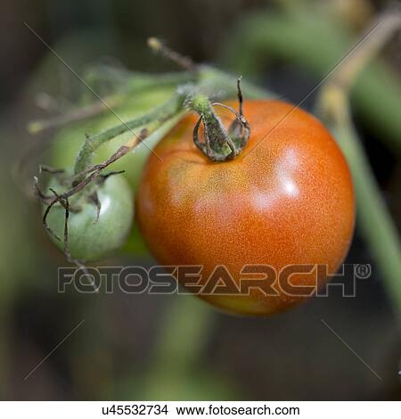 Picture - Close-up of Cherry tomatoes growing on a plant, Lake Of The Woods, Ontario, Canada. Fotosearch