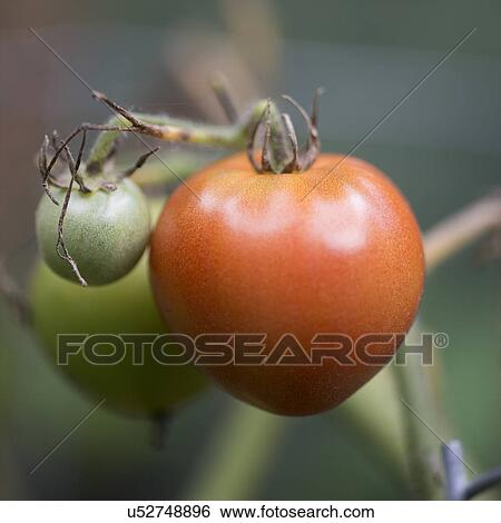 Close-up of Cherry tomatoes growing on a plant, Lake Of The Woods, Ontario, Canada View Large Photo Image Stock Photograph - Close-up of Cherry tomatoes growing on a plant, Lake Of The Woods, Ontario, Canada. Fotosearch