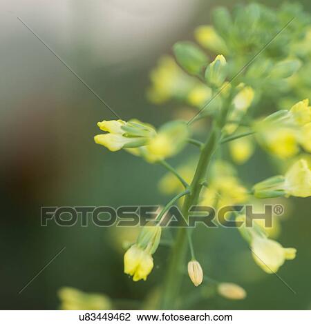 Close-up of flowers in bloom on a plant stem Lake Of The Woods, Ontario, Canada View Large Photo Image Stock Image - Close-up of flowers in bloom on a plant stem Lake Of The Woods, Ontario, Canada. Fotosearch