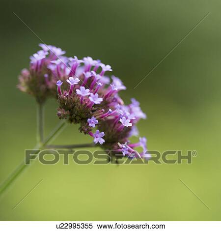 Close-up of flowers, Lake Of The Woods, Ontario, Canada View Large Photo Image Stock Photography - Close-up of flowers, Lake Of The Woods, Ontario, Canada. Fotosearch