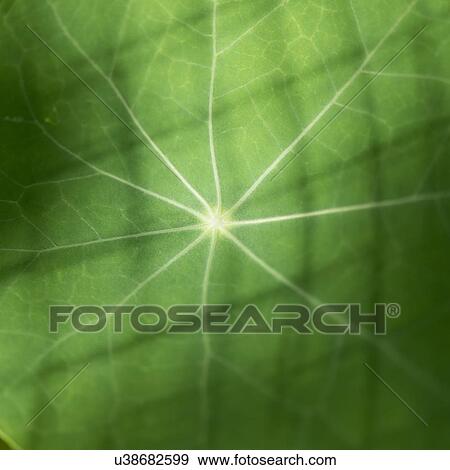 Close-up of full frame shot of the veins of a green leaf, Lake Of The Woods, Ontario, Canada View Large Photo Image Stock Photo - Close-up of full frame shot of the veins of a green leaf, Lake Of The Woods, Ontario, Canada. Fotosearch