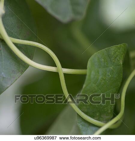 Stock Photo - Close-up of green leaves, Lake Of The Woods, Ontario, Canada. Fotosearch