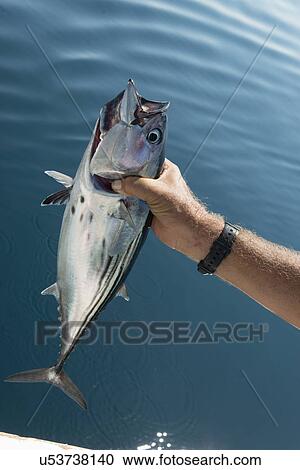 Close-up of hand holding a fish, Ixtapa, Zihuatanejo, Guerrero, Mexico View Large Photo Image Stock Image - Close-up of hand holding a fish, Ixtapa, Zihuatanejo, Guerrero, Mexico. Fotosearch