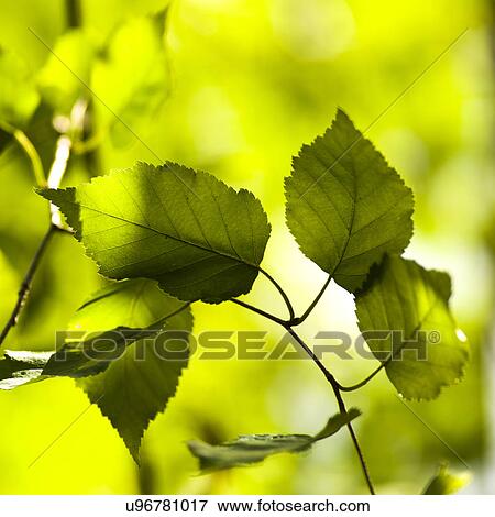 Close-up of leaves, Lake Of The Woods, Ontario, Canada View Large Photo Image Stock Photo - Close-up of leaves, Lake Of The Woods, Ontario, Canada. Fotosearch