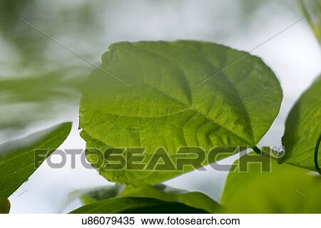Close-up of leaves, Lake Of The Woods, Ontario, Canada View Large Photo Image Stock Photography - Close-up of leaves, Lake Of The Woods, Ontario, Canada. Fotosearch