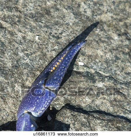 Stock Image - Close-up of leg of crab, Lake Of The Woods, Ontario, Canada. Fotosearch