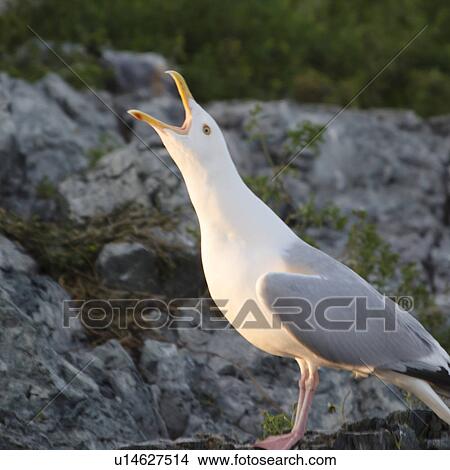 Close-up of seagull with its mouth open, Lake Of The Woods, Ontario, Canada View Large Photo Image Picture - Close-up of seagull with its mouth open, Lake Of The Woods, Ontario, Canada. Fotosearch