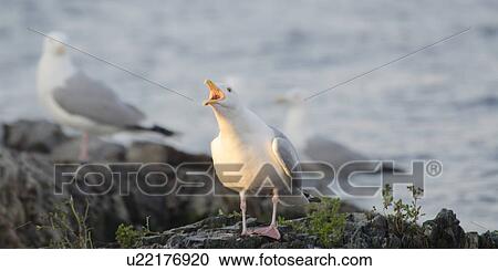 Close-up of seagulls on coast, Lake of the Woods, Ontario, Canada View Large Photo Image Stock Image - Close-up of seagulls on coast, Lake of the Woods, Ontario, Canada. Fotosearch