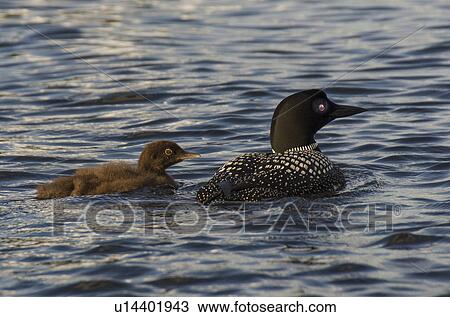 Common Loon (Gavia immer) with its young one in a lake, Lake Of The Woods, Ontario, Canada View Large Photo Image Stock Image - Common Loon (Gavia immer) with its young one in a lake, Lake Of The Woods, Ontario, Canada. Fotosearch
