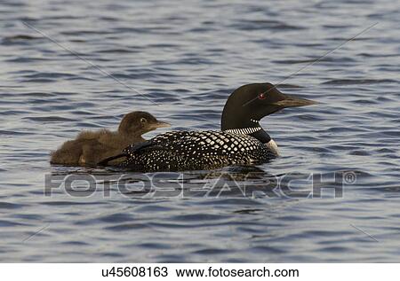 Stock Image - Common Loon (Gavia immer) with its young one in a lake, Lake Of The Woods, Ontario, Canada. Fotosearch