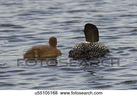 Common Loon (Gavia immer) with its young one in a lake, Lake Of The Woods, Ontario, Canada View Large Photo Image Stock Photo - Common Loon (Gavia immer) with its young one in a lake, Lake Of The Woods, Ontario, Canada. Fotosearch