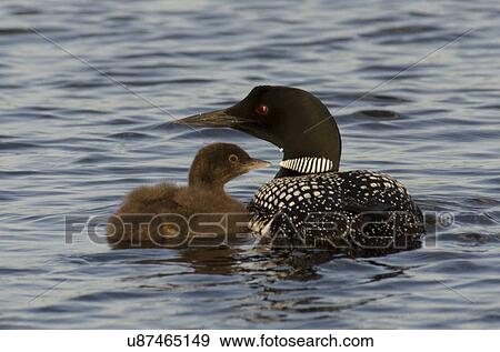 Stock Photo - Common Loon (Gavia immer) with its young one in a lake, Lake Of The Woods, Ontario, Canada. Fotosearch
