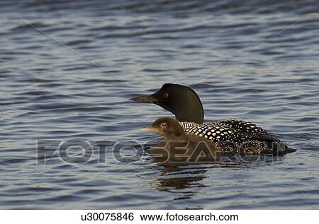 Stock Photograph - Common Loon (Gavia immer) with its young one in a lake, Lake Of The Woods, Ontario, Canada. Fotosearch