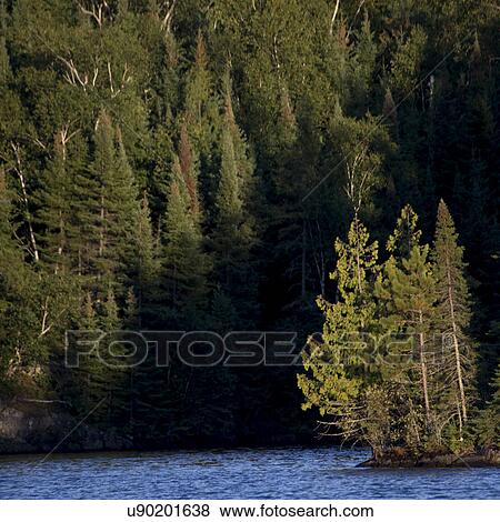 Evergreen Trees in a forest at the lakeside, Lake Of The Woods, Ontario, Canada View Large Photo Image Stock Photo - Evergreen Trees in a forest at the lakeside, Lake Of The Woods, Ontario, Canada. Fotosearch