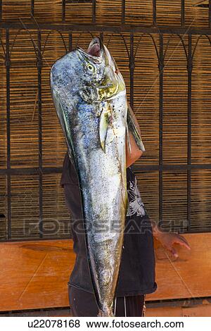 Stock Photo - Fisherman carrying a dead fish, Ixtapa, Zihuatanejo, Guerrero, Mexico. Fotosearch