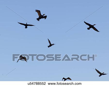 Stock Image - Flock of birds flying in the sky, Lake Of The Woods, Ontario, Canada. Fotosearch