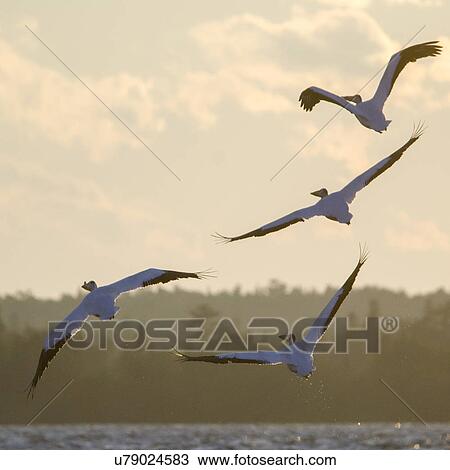 Flock of birds flying over a lake, Lake Of The Woods, Ontario, Canada View Large Photo Image Stock Image - Flock of birds flying over a lake, Lake Of The Woods, Ontario, Canada. Fotosearch