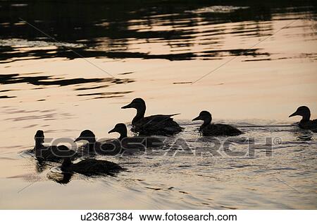 Picture - Flock of ducks swimming in a lake, Lake of the Woods, Ontario, Canada. Fotosearch