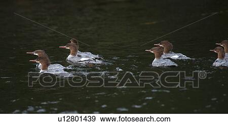 Flock of ducks swimming in a lake, Lake Of The Woods, Ontario, Canada View Large Photo Image Stock Photo - Flock of ducks swimming in a lake, Lake Of The Woods, Ontario, Canada. Fotosearch