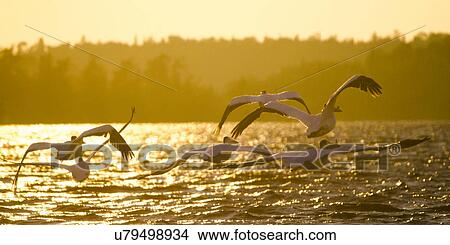 Flock of Pelicans flying over the lake, Lake Of The Woods, Ontario, Canada View Large Photo Image Picture - Flock of Pelicans flying over the lake, Lake Of The Woods, Ontario, Canada. Fotosearch